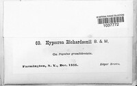 Hypocrea richardsonii image